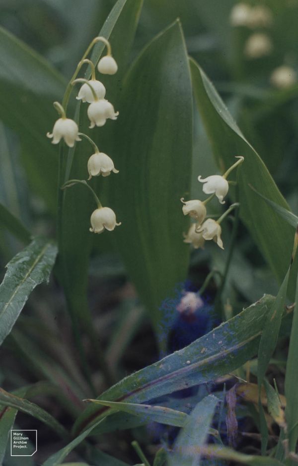 Mauthner Alpe, Carinthia