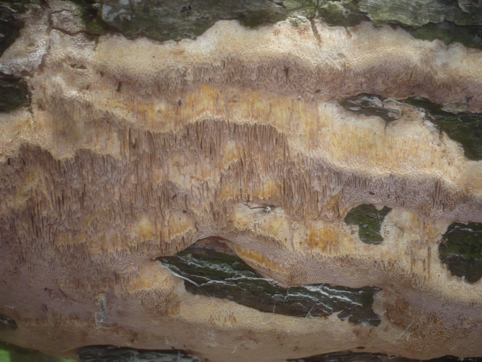 Mitterberg photo 2