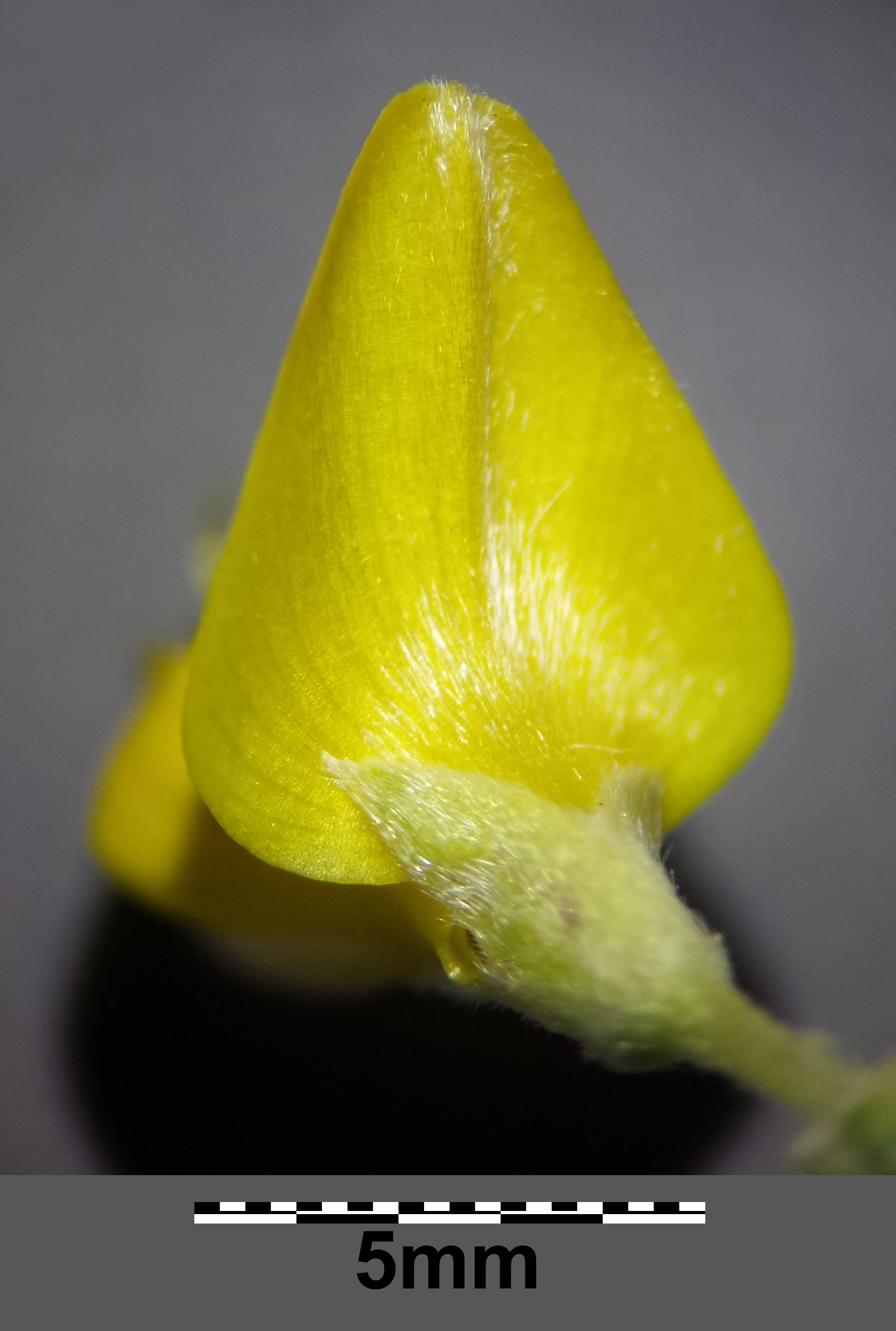 Gollitsch photo 2