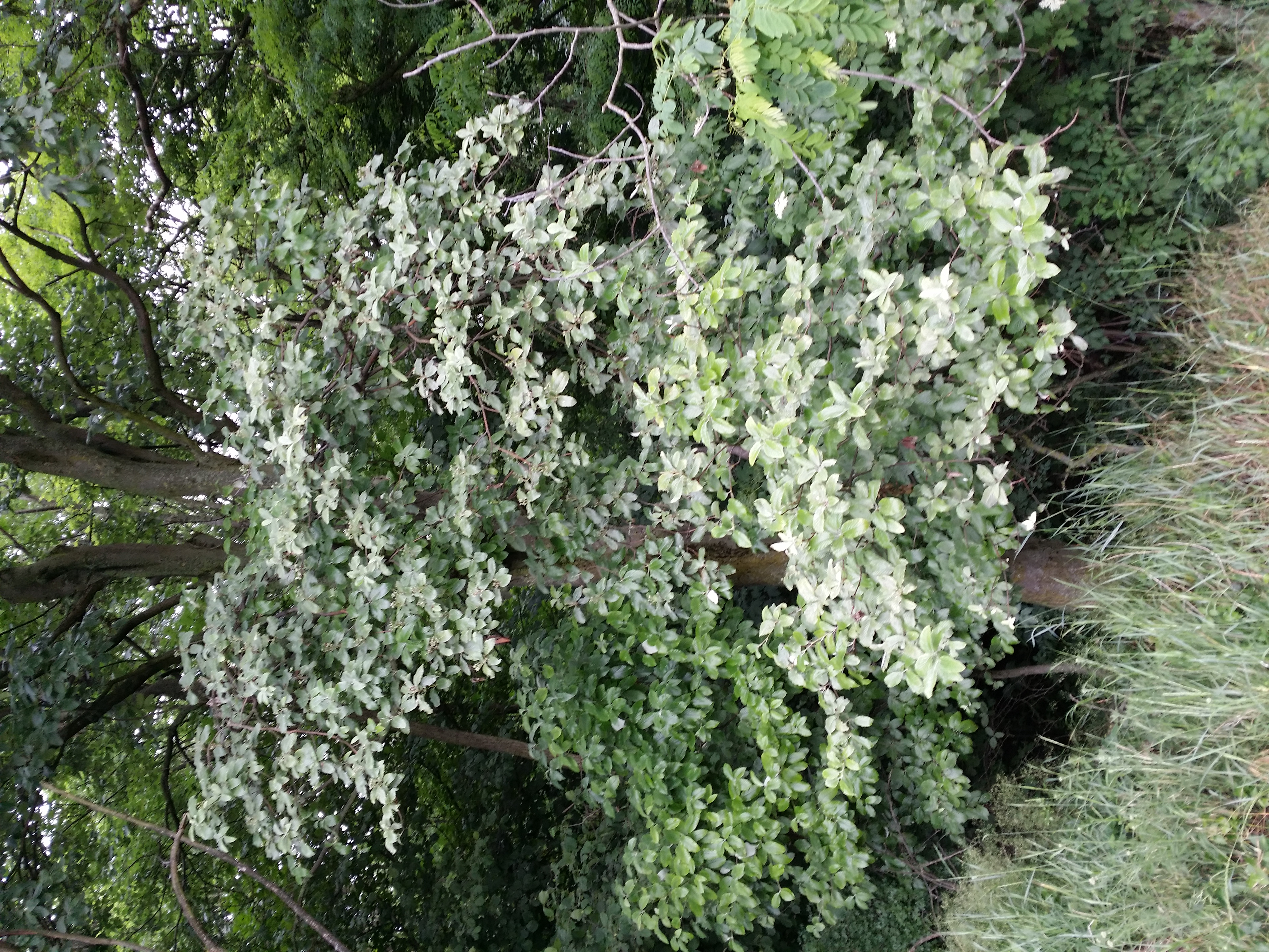 Galgenberg photo 3