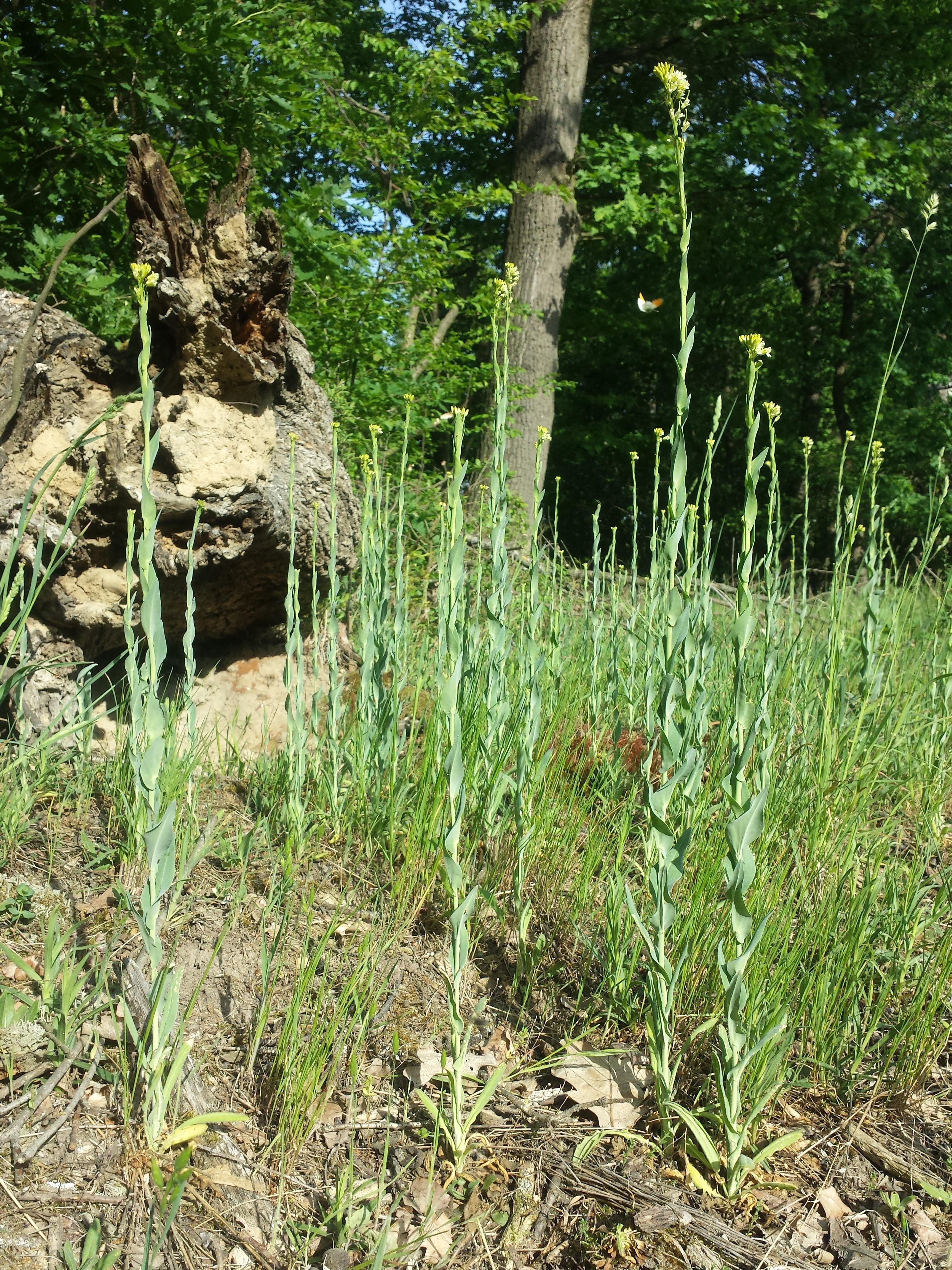 Galgenberg photo 4