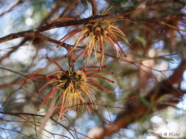 Talyuberlup, Western Australia