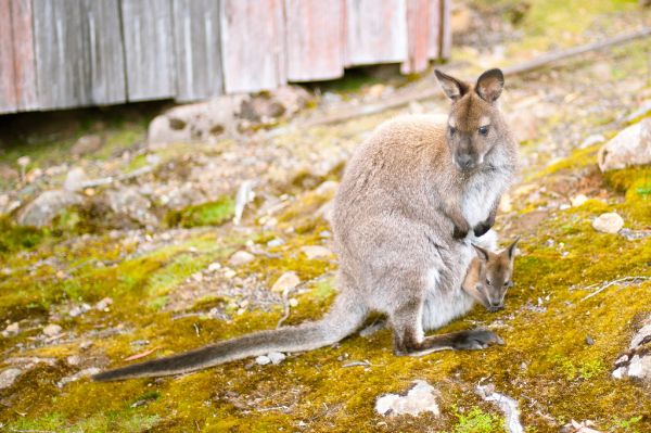 Mount Wallaby photo 4