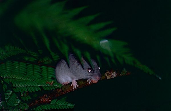 Mount Rat photo 3