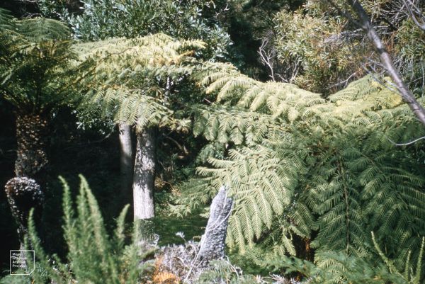 Mount Strzelecki photo 4