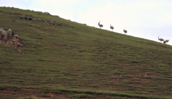Wonoka Hill, South Australia