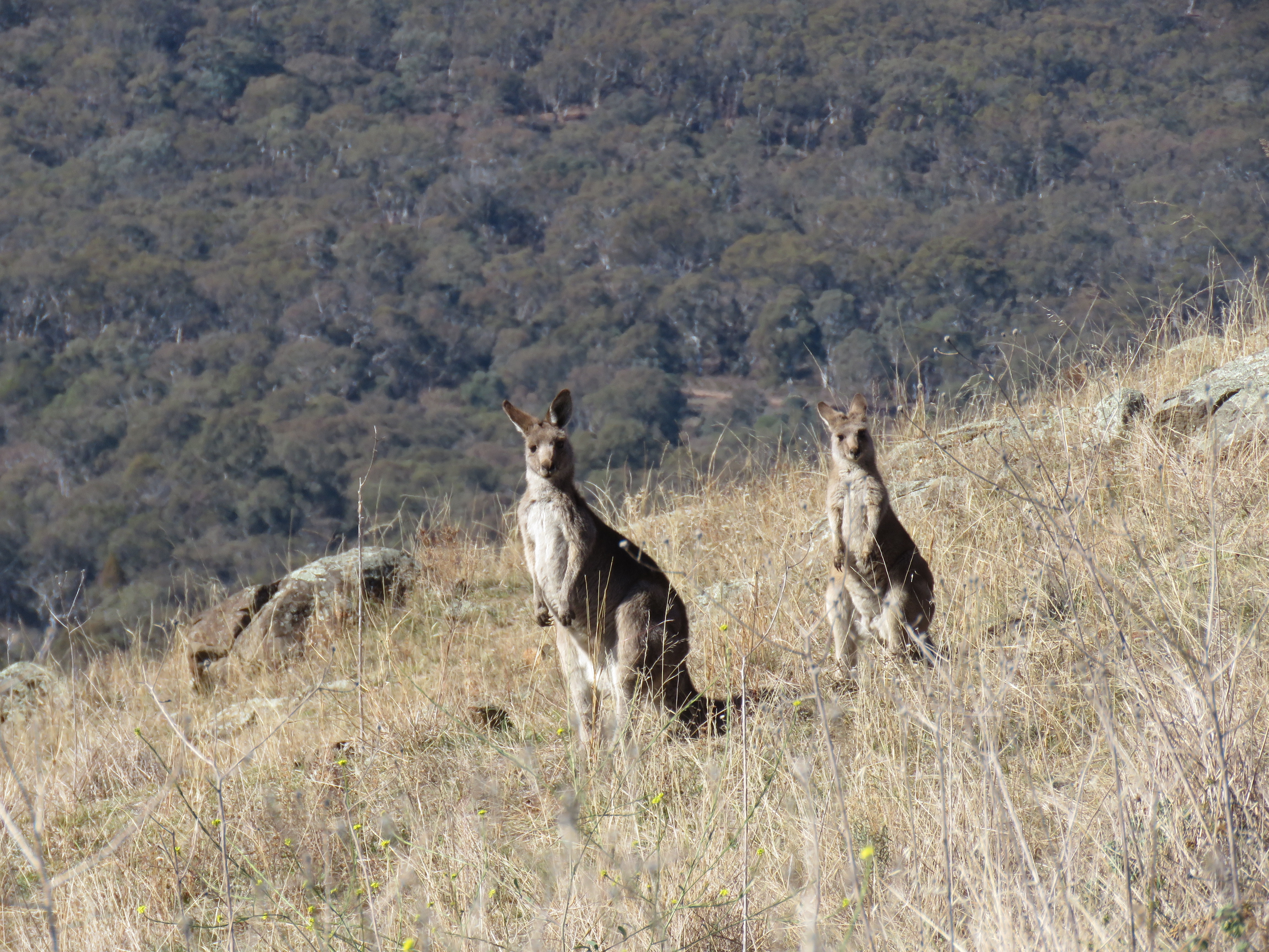 Mount Shaw photo 4