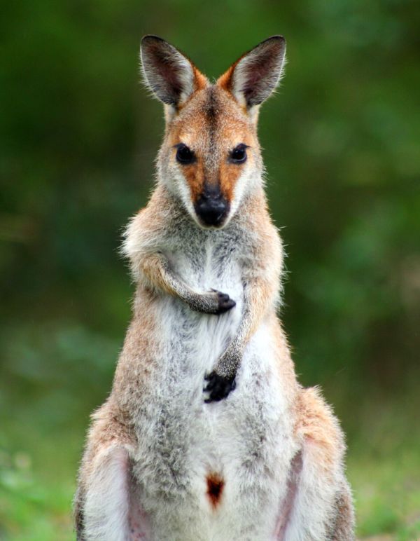 Mount Wallaby photo 2