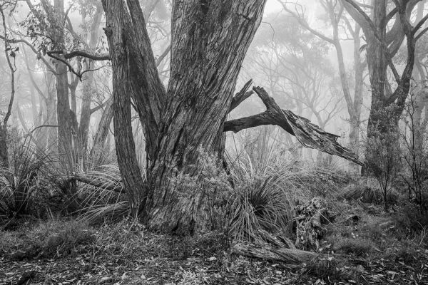 Stringybark, South Australia