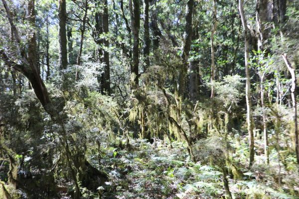 Mount Singleton photo 4