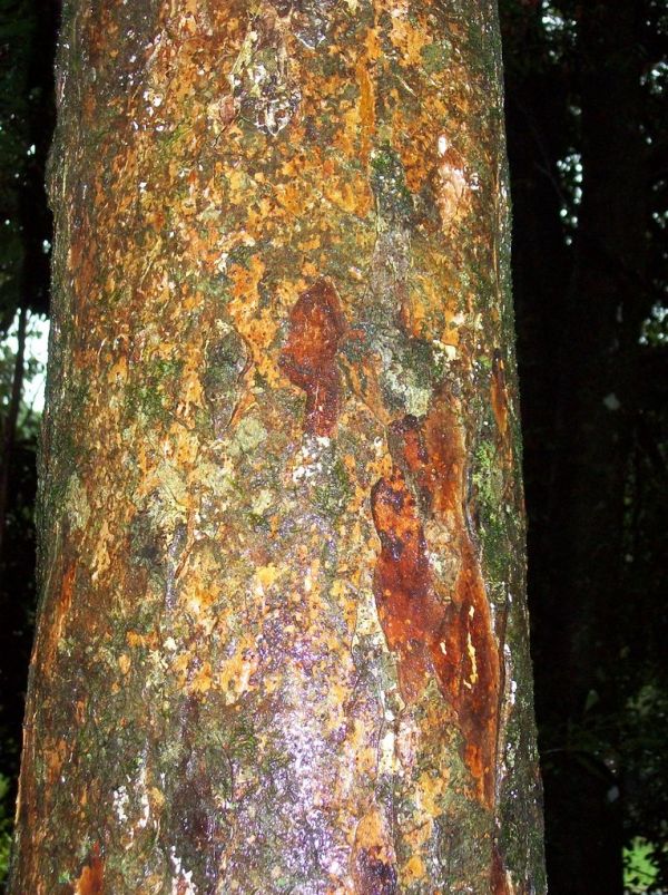 Mount Scrub photo 4