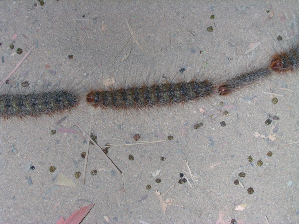 Snake Bay photo 2