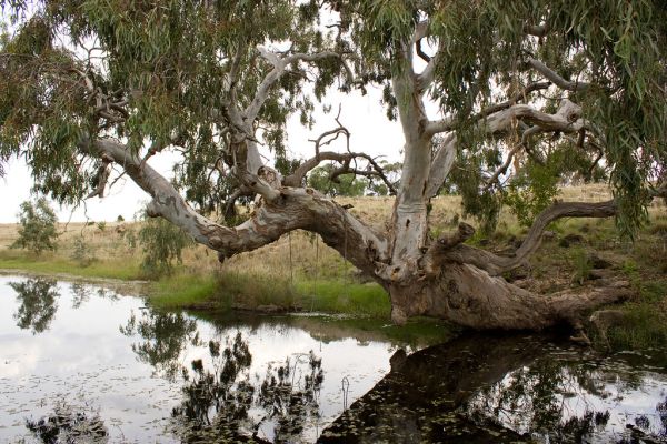 Wyndham River - River in Western Australia