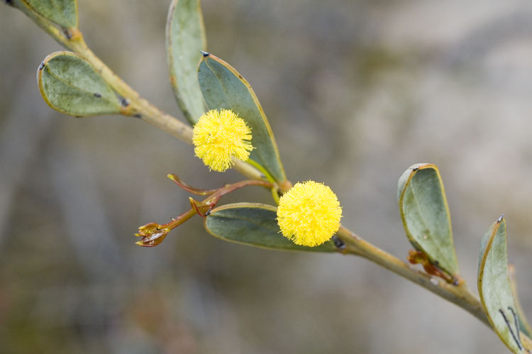 Mount Ney, Western Australia