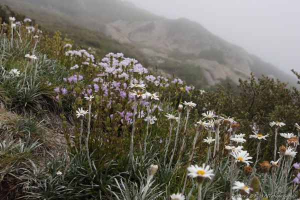 Snowy Mountain photo 2