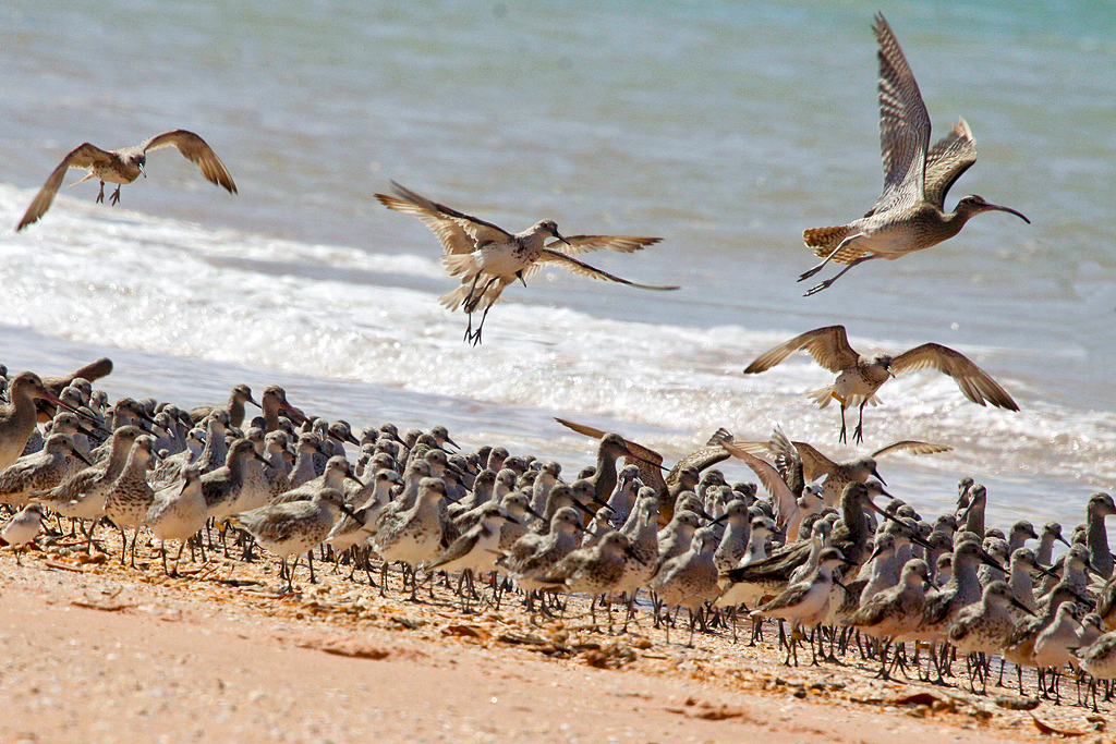 Roebuck Bay photo 2