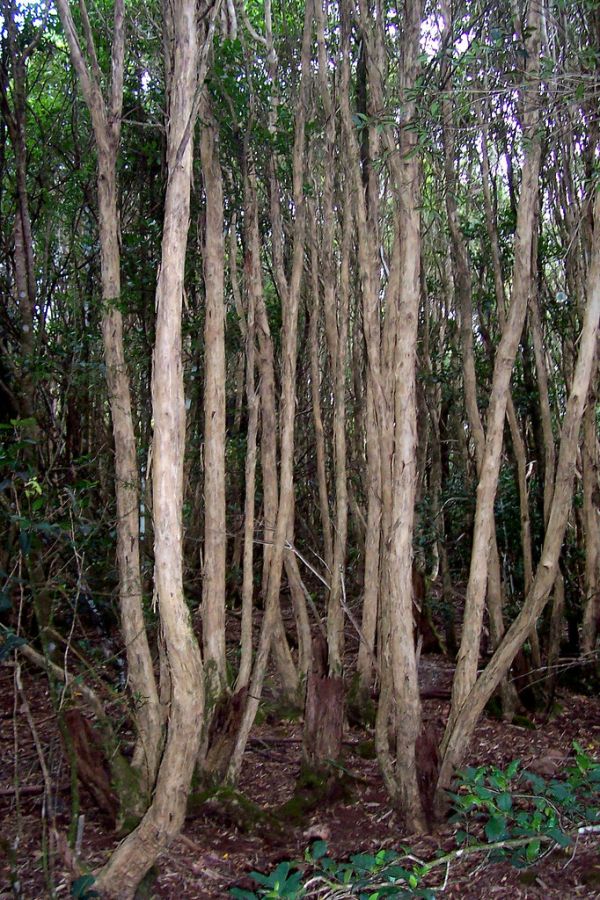 Mount Scrub photo 3