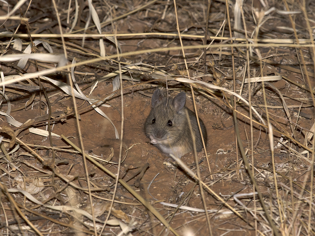Mount Rat photo 4