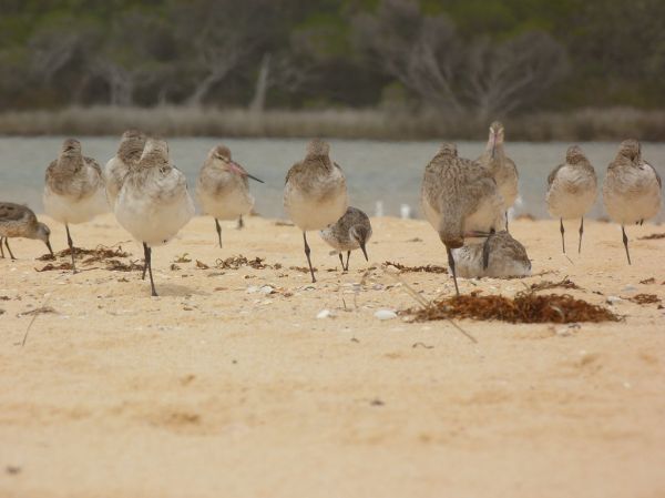 Roebuck Bay photo 4