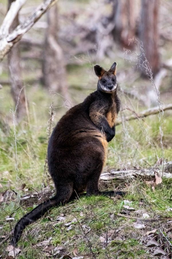Mount Wallaby, South Australia