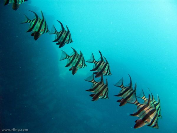 Bay of Shoals