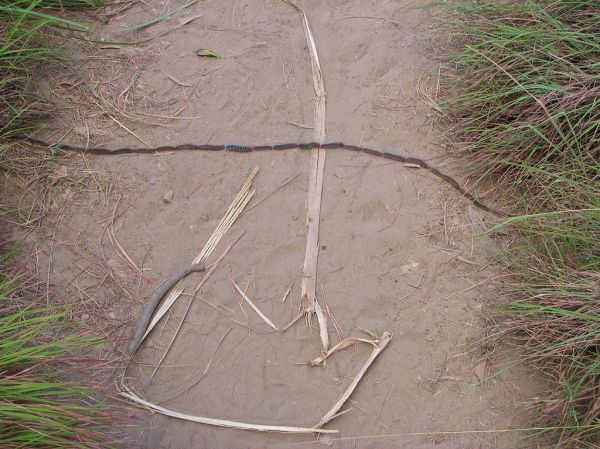 Snake Bay photo 3