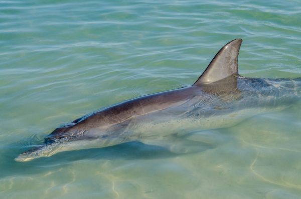 Shark Bay photo 4