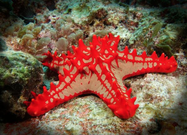 Red Knob, Western Australia