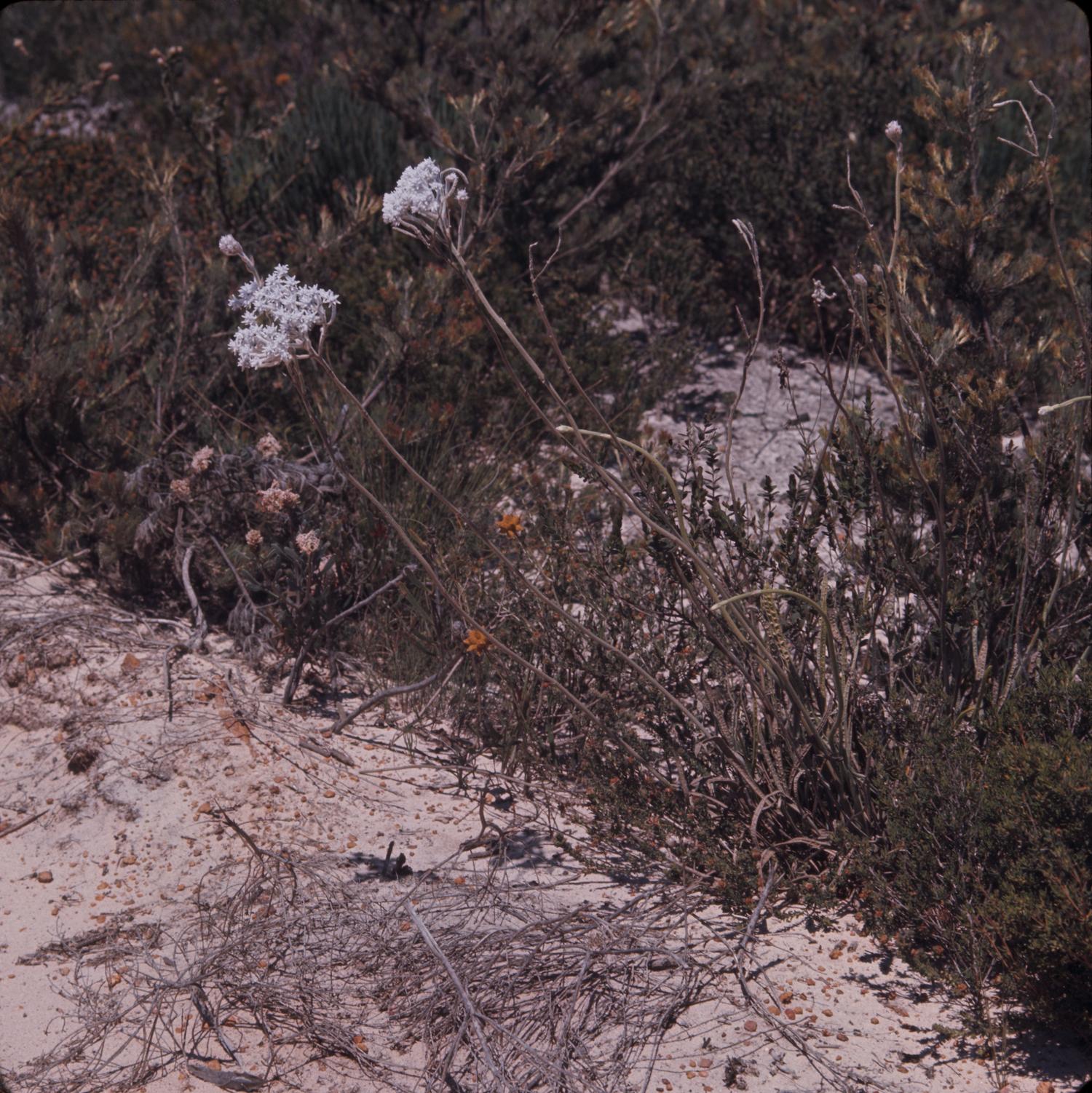 Mount Peron photo 3
