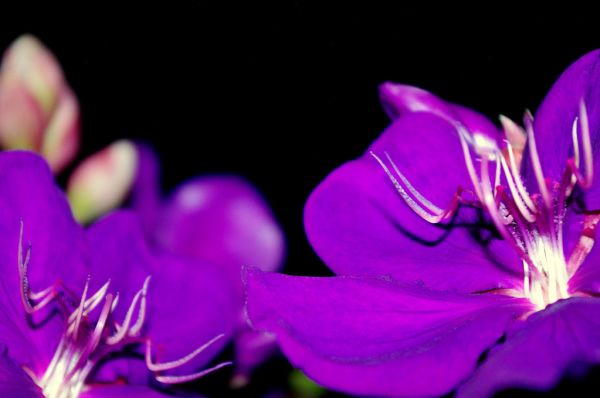 Mount Sweet photo 2