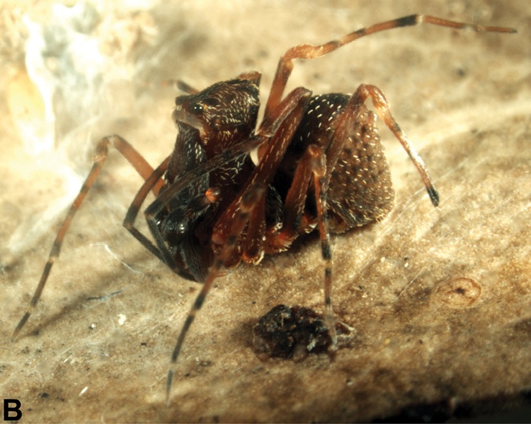 Talyuberlup photo 2
