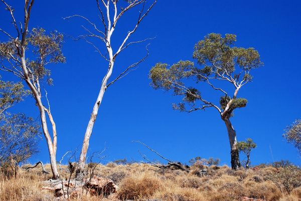 Mount Painter photo 4