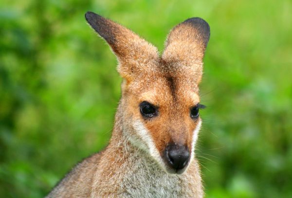 Mount Wallaby photo 3
