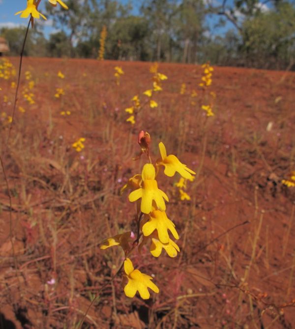 Wearyan River, Northern Territory