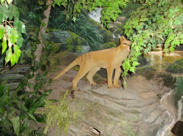 Mount Possum photo 4