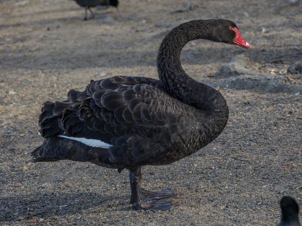 Mount Swan photo 4