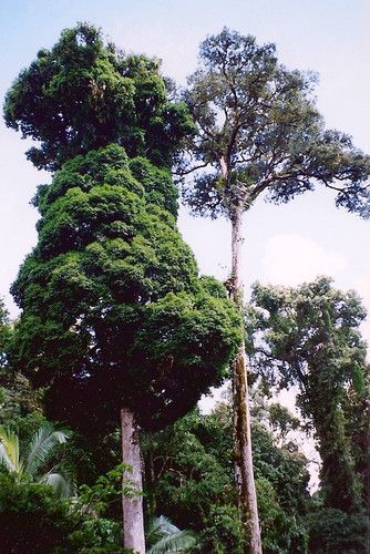 Mount Scrub photo 2