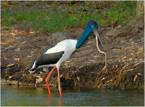 Wildman River, Northern Territory