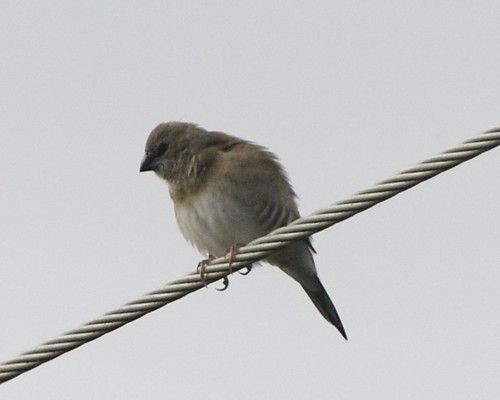 Plum Mountain photo 2