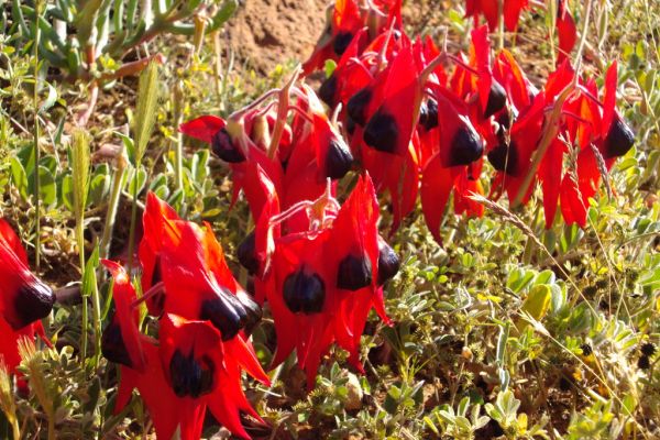 Port Augusta West photo 4