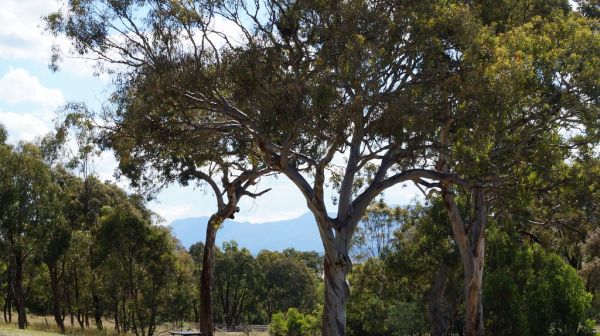 Mount Taylor photo 2