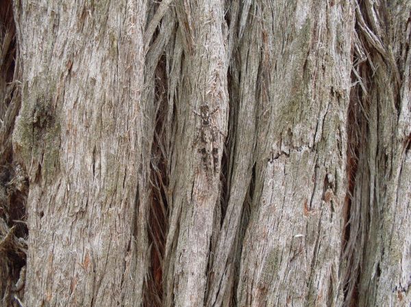 Stringybark photo 2