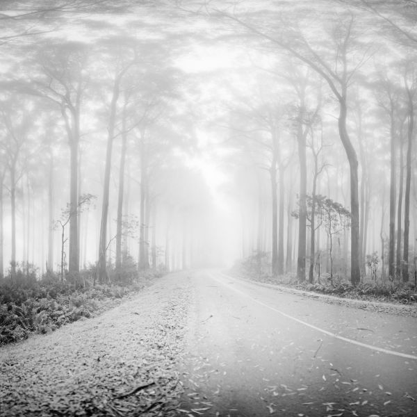 Mount Warburton photo 4