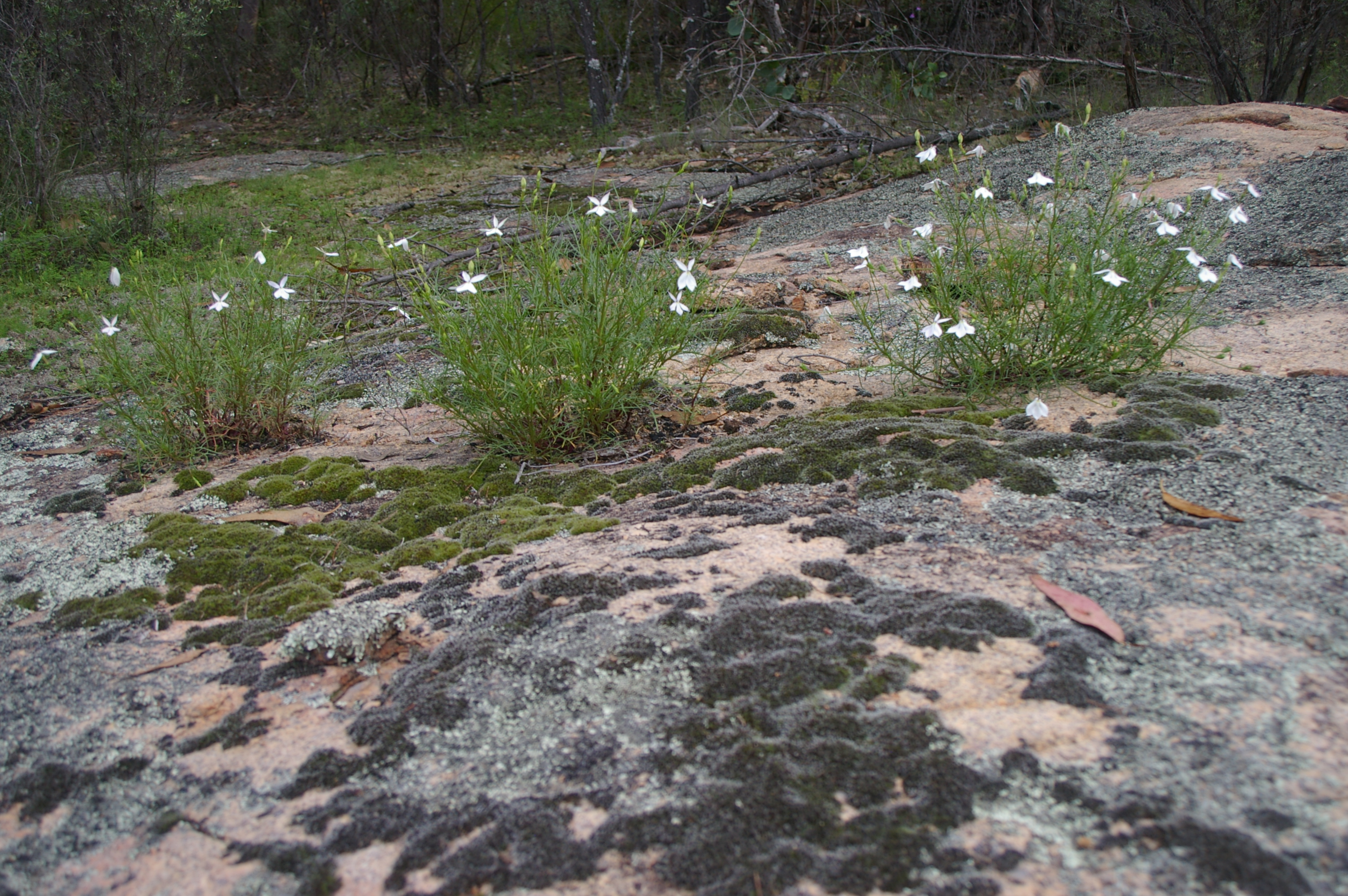 Mount Ramsay photo 4