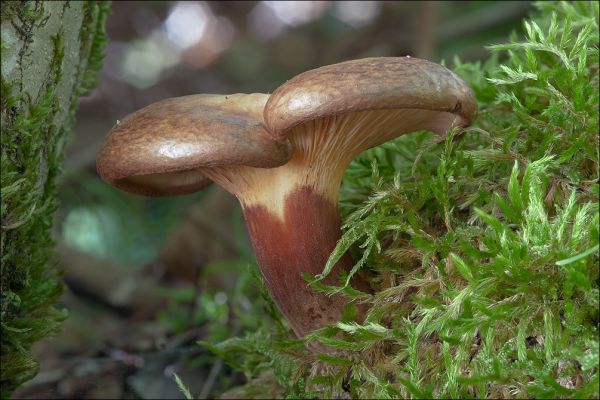 Poison Rock photo 3