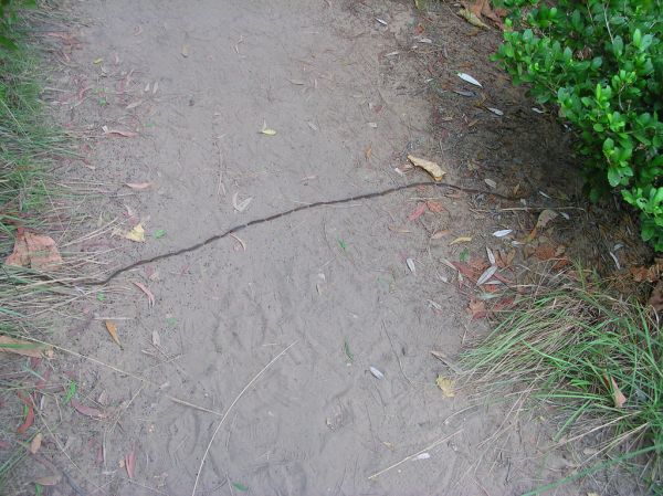Snake Bay, Northern Territory