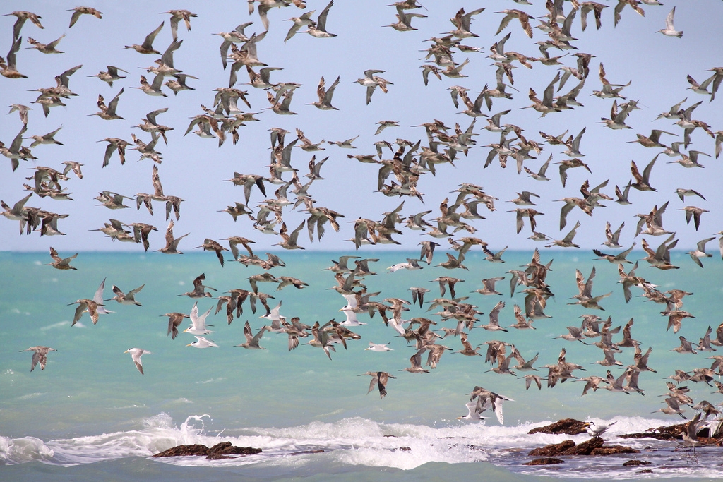 Roebuck Bay, Western Australia