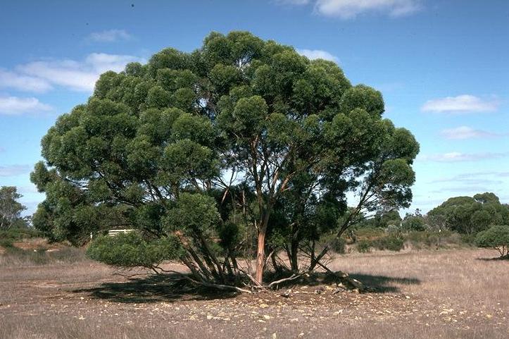 Talyuberlup photo 4