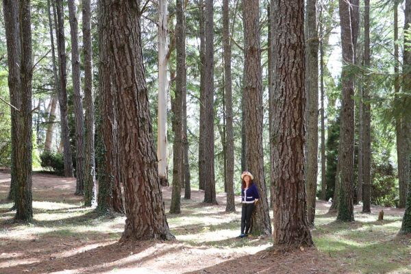 Mount Woods photo 4