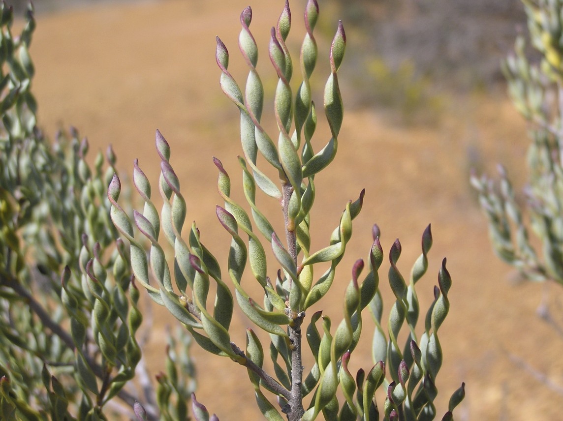 Mount Madden, Western Australia